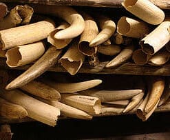 Elephant Tusks2 Buy Elephant Tusks Online
