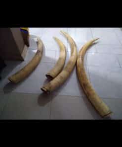 Elephant Tusks22 Buy Elephant Tusks Online