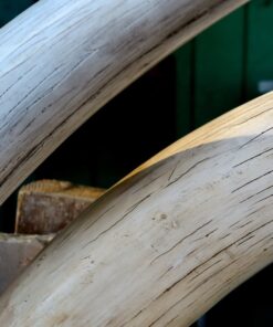 Elephant Tusks4 Buy Elephant Tusks Online