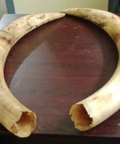 Buy Elephant Tusks Online