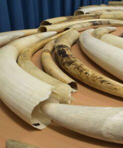 Elephant Tusks7 Buy Elephant Tusks Online