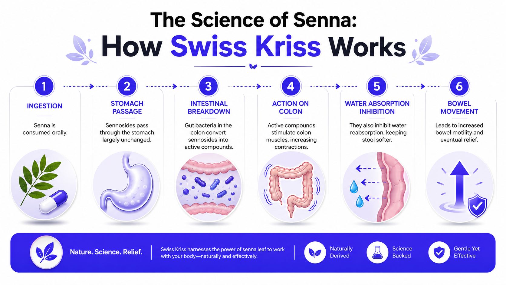 A six-step infographic explaining how Swiss Kriss herbal laxative works through the human digestive system process.